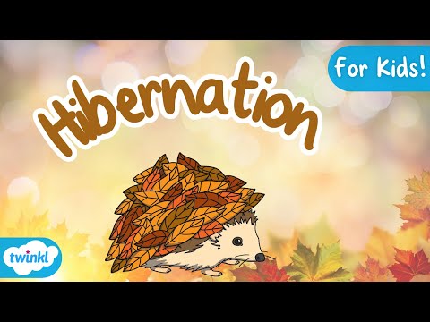 What is Hibernation? | Hibernation for Kids!