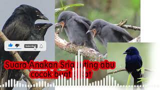 Download lagu Pikat kombinasi suara anakan burung srigunting/saeran abu cocok buat pikat TERBUKTI AMPUH mp3