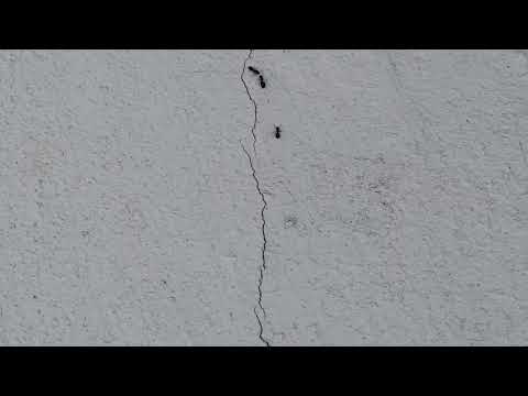 Ants Marching From the Grass to the Siding in Toms River, NJ