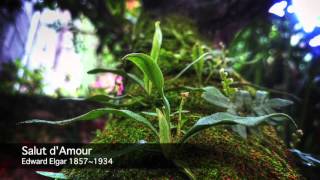Download lagu Salut d'Amour - Edward Elgar / 愛の挨拶 - エドワード・エルガー mp3