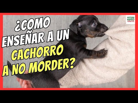 🚑 HOW TO TEACH A PUPPY NOT TO BITE? 🚑