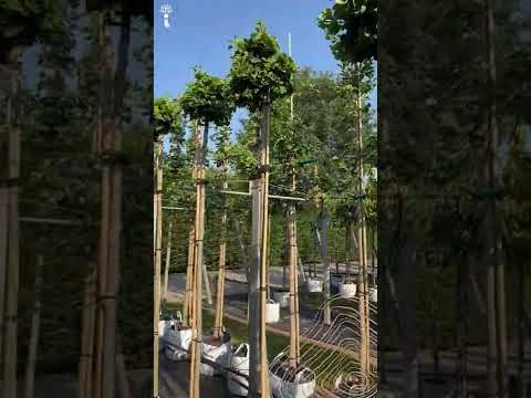 Ginkgobaum | Ginkgo biloba 'Mariken'