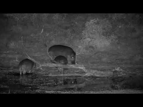 Djuma: Three Hippos returning to the dam - 02:59 - 06/24/2022