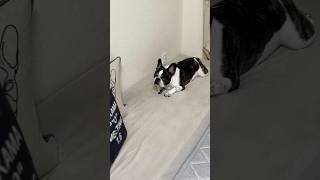 パパに絡まれてめんどくさそうにするフレブル😂