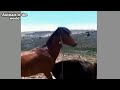 Sex Horse And Donkey Love