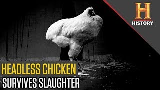 The Chicken That Lived Without A Head | History Topical