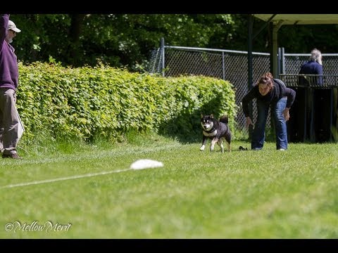 Coursing, ook een sport voor Japanse rashonden
