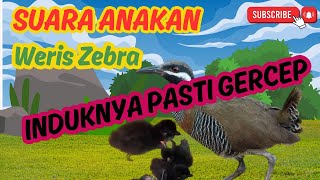 Download lagu SUARA ANAKAN BURUNG WERIS ZEBRA SINTAR MANDAR mp3 Download lagu SUARA ANAKAN BURUNG WERIS ZEBRA SINTAR MANDAR mp3