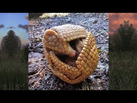 armadillo ball AMAZING@curiosidades01