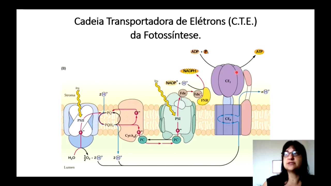 Fisiologia Vegetal - Fotossíntese - Parte 2 - Reações Luminosas