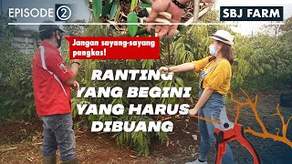 Download lagu Cara Merawat Durian Musang King Agar Cepat Berbuah! mp3 Download lagu Cara Merawat Durian Musang King Agar Cepat Berbuah! mp3