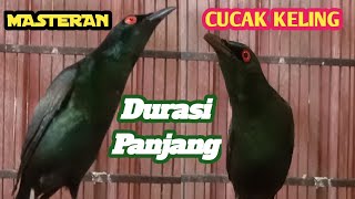 Download lagu Masteran Pancingan#Cucak Keling Gacor Teler Full Isian#Perling Kumbang#Jalak Keling Durasi Panjang mp3