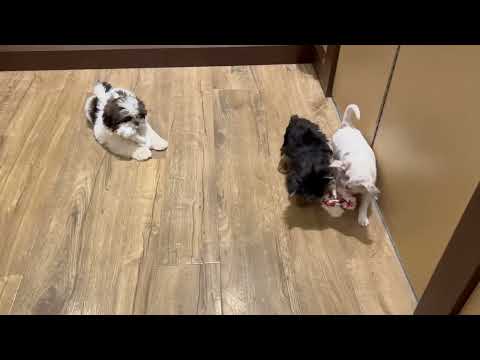 Chihuahua - 4802 video preview