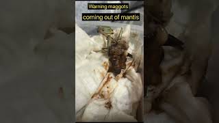 Maggots killed mantis . #shorts  #familyfriendly  #exotic  #mantis  #bugs  #awesome