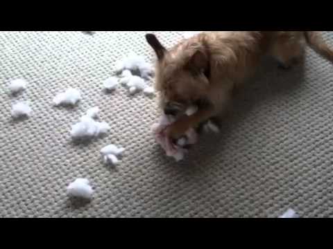 Lucy Kills the Christmas Bunny