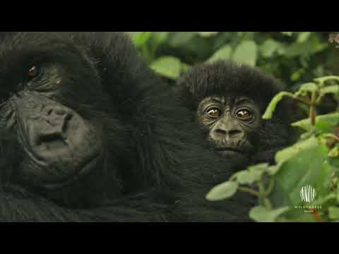 Discover Rwanda: The Land Of A Thousand Hills