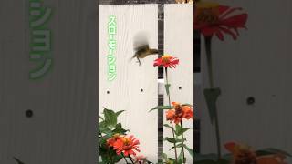 【バリ島】花の蜜を吸う鳥サンバード