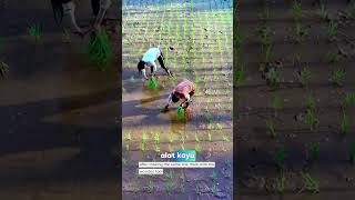 Download lagu Cara unik orang china menanam padi #agriculture #padi #sawah #beras mp3