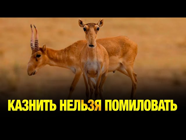 Казнить нельзя помиловать - мажилисмены обсуждали тему что делать с сайгаками