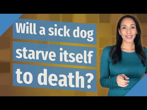 YouTube video about: Will a dog eat itself to death?