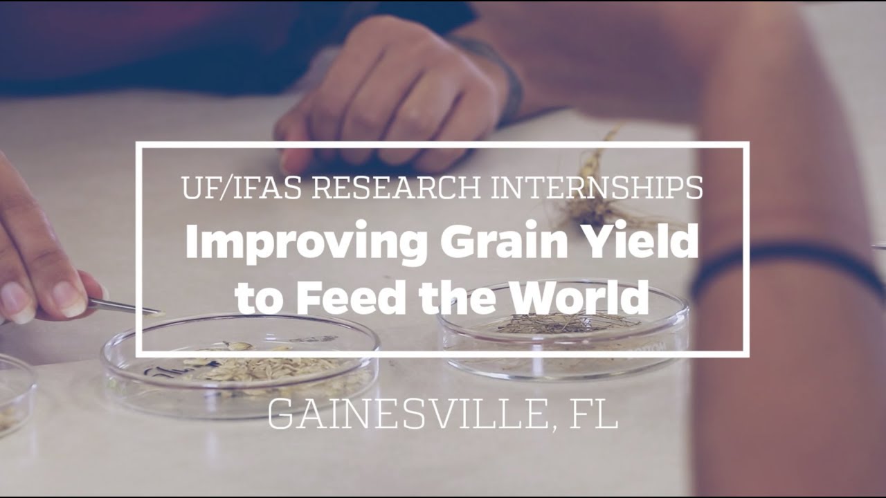 Improving Grain Yield | UF/IFAS Research Internships