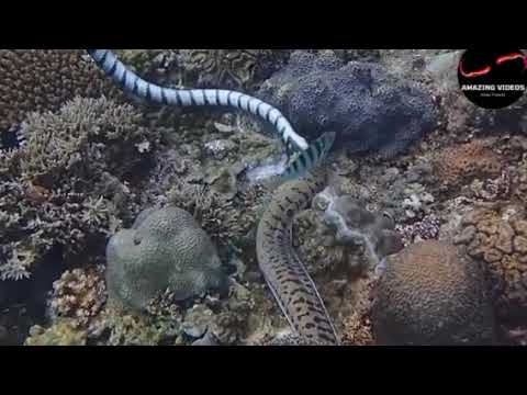 Fighting sea snakes are extremely dangerous Moray eels hunting fast extreme and accurate.