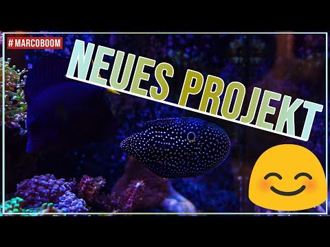 Neues Projekt am Start | Red Sea Reefer XL 425 | Marcoboom