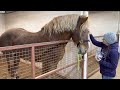 Korbin's gelding surgery update - rescued Belgian Draft horse, how he is doing after his surgery.