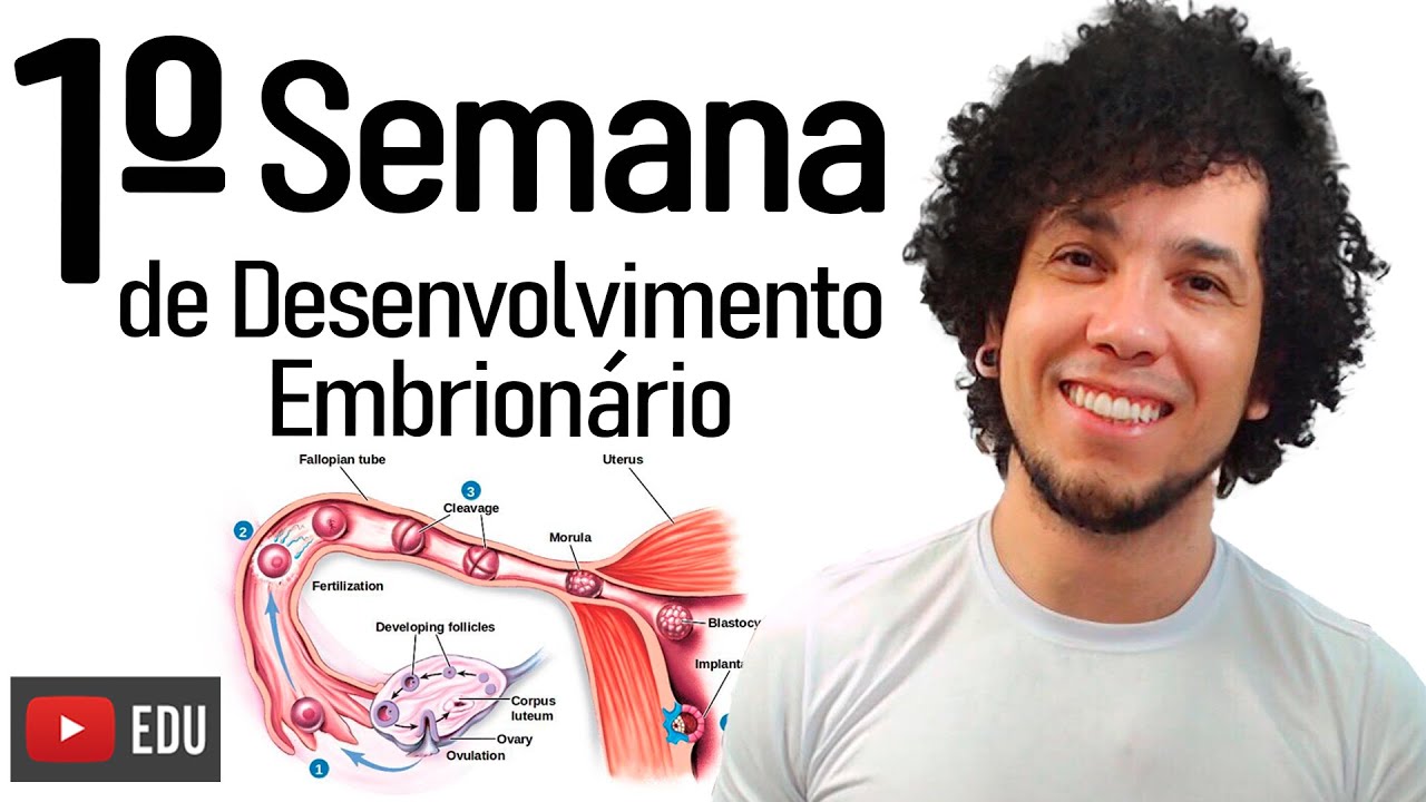 1º SEMANA DE DESENVOLVIMENTO EMBRIONÁRIO - AULA DE BIOLOGIA│EMBRIOLOGIA ENSINO SUPERIOR