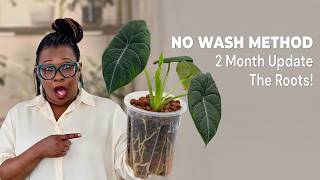 Alocasia No-Root-Wash Update: The Roots After 2 Months Will Shock You