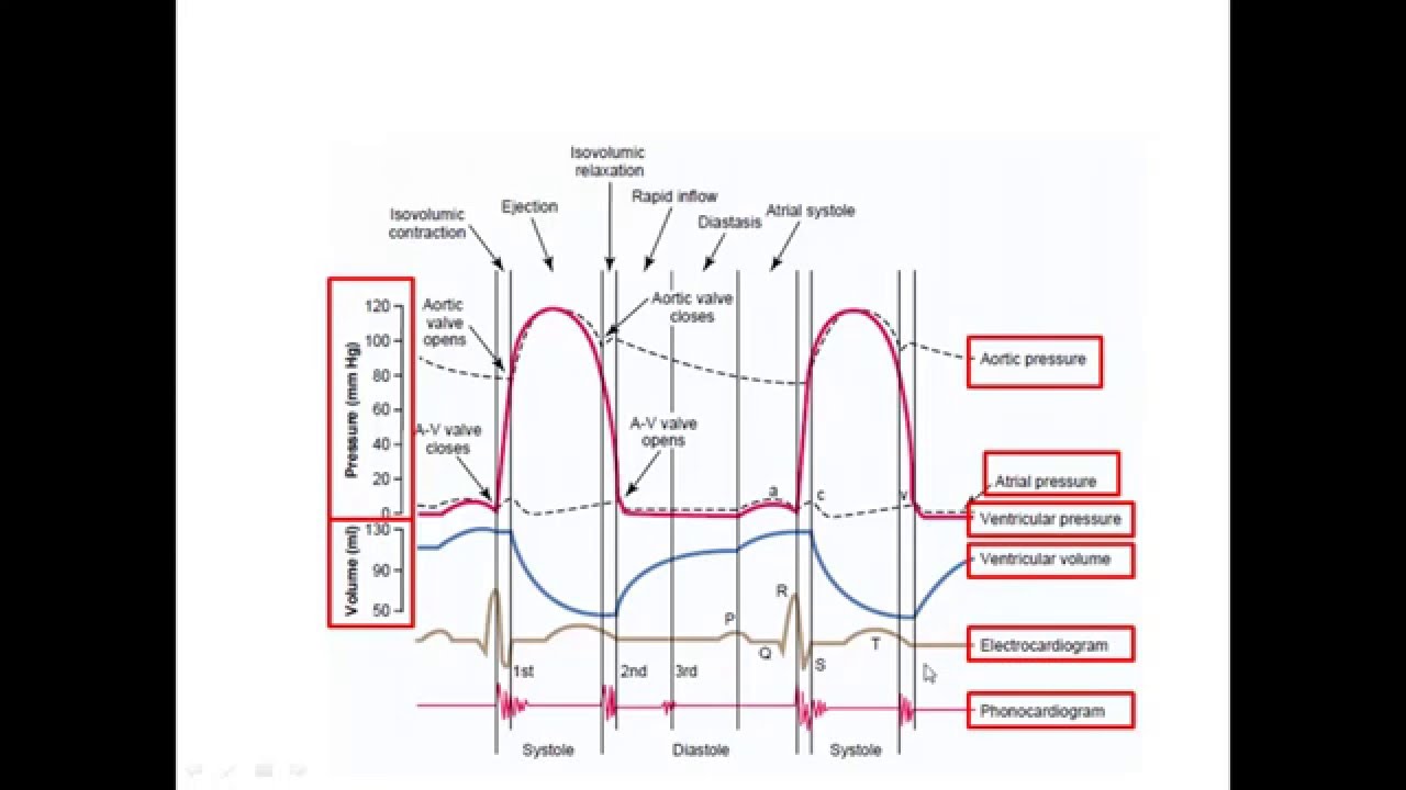 Fisiología Humana 9 - Ciclo Cardiaco parte 1
