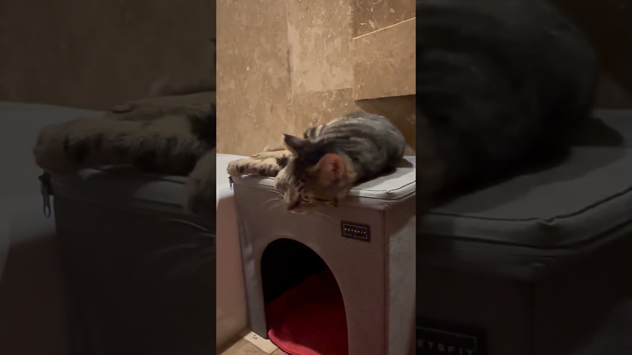 Enlarge Ziggy, a ADOPTABLE American Shorthair in North Hollywood, CA video 6/6