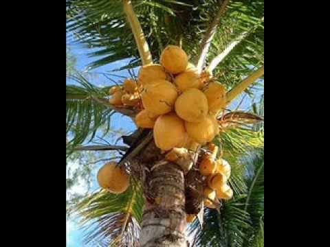 DJ Liamz- Sharzy,Santana, and Jokerman - Fresh Things