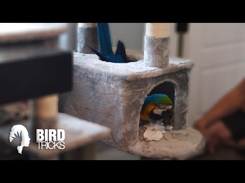 YouTube video about: What bird has the worst manners?