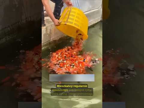 Dlaczego Japończycy wpuszczają ryby do kanałów? 😳🐟