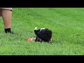 Mixed Breed dogs for sale: Hunter - Video 1