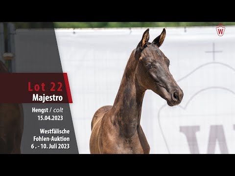 Fohlen-Auktion Lot 22 Majestro Hengst v. Morricone I - Soliman de Hus