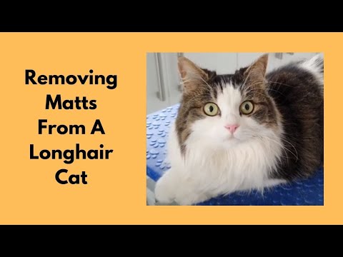 Removing Matts From A Longhair Cat