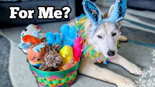 Surprising My Husky With An Easter Basket 🐰 My Dogs Easter Basket Haul!