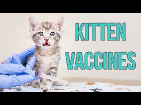 All About Kitten Vaccines