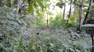 preview picture of video 'jejak petualang mitos harimau (macan mbadut)  di gunung badut banjarsari pacitan.mp4'