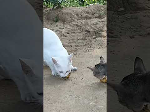 I gave the cat and her baby something to eat in the morning, they look very nice#shortsfeed #shorts