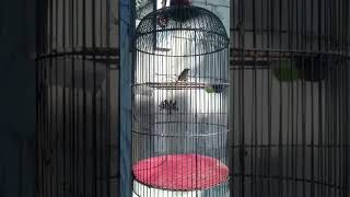 Download lagu Sogon Trotol, belajar  nembak isian Walet mp3