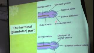 13) Dr. Doaa 23/4/2015  [male urethera-genital ducts]