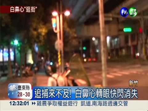 保育白鼻心逛大街 遭追捕"快閃"