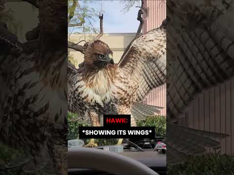 Hawk Tries to Grab Cat…