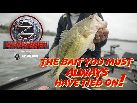 The Bait You Must Always Have Tied On! - ZONA UNPLUGGED Episode #7