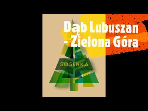 Dąb Lubuszan. Dąb węgierski. Quercus frainetto. Zielona Góra. Pracownia Przyrodnicza SOSENKA.