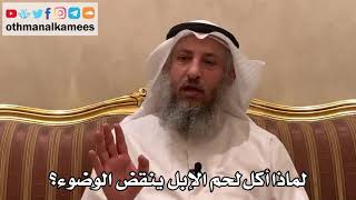 388 - لماذا أكل لحم الإبل ينقض الوضوء؟ - عثمان الخميس