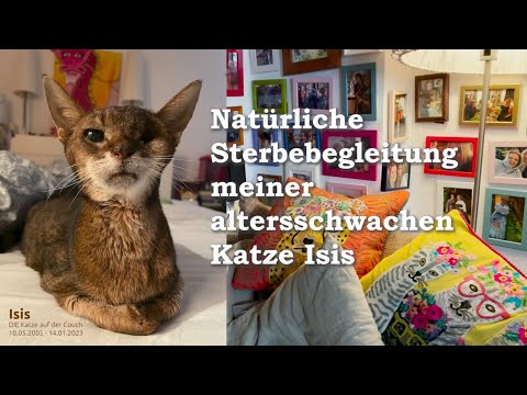 Natürliche Sterbebegleitung einer altersschwachen Katze